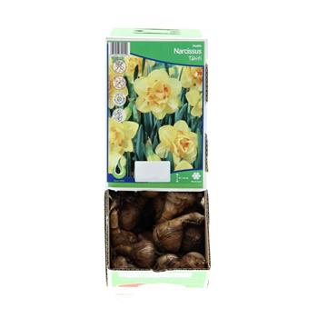 Narcis Tahiti 5ks
