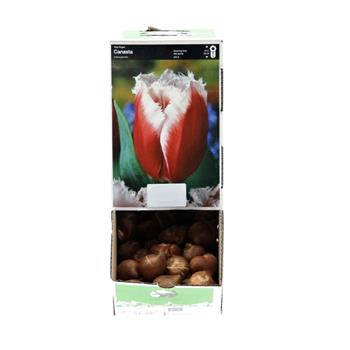 Tulipán Canasta 10ks