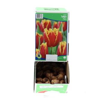 Tulipán Fabio 10ks