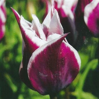 Tulipán Claudia 10ks