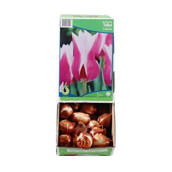 Tulipán Claudia 10ks