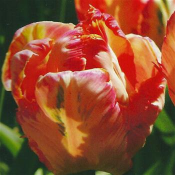 Tulipán Apricot Parrot 10ks