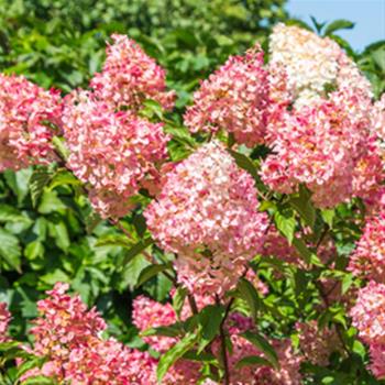 Hortenzie latnatá Sundae Fraise květináč 1,4 litru, výška 15/20cm, keř