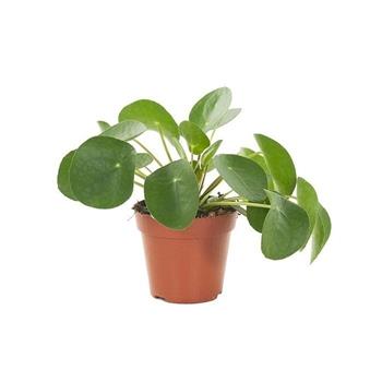 Pilea peřincová květináč 12cm