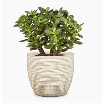 Obal Scheurich VAINILLA 866 keramika 22cm