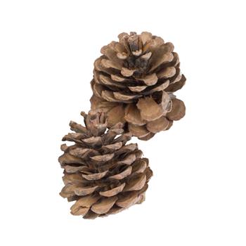 Sušina Blue pine hnědá 2ks