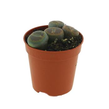 Litops mix, květináč 5,5cm