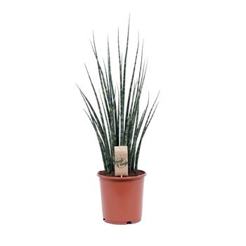 Tenura, tchýmin jazyk Fernwood výšky 85cm, květináč 19cm