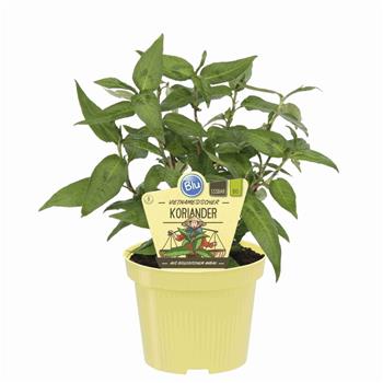 Vietnamský koriandr BIO květináč 12cm