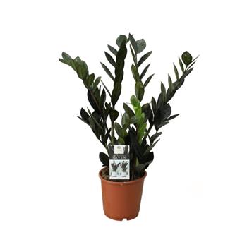 Zamioculcas zamiifolia Raven P17