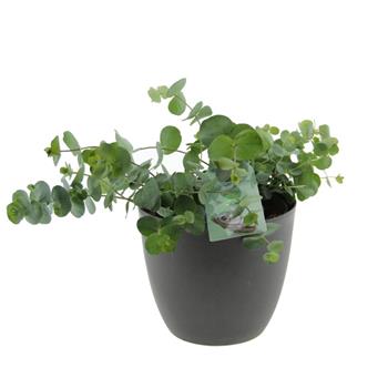 Blahovičník Gunnův květináč 17cm