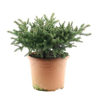 Jedle španělská Horstmanns Nana květináč 7,5 litru, výška 30/40cm, stromek