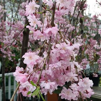 Višeň chloupkatá 'Pendula Plena Rosea' kmínek 150cm, převislý stromek