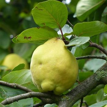 Kdouloň obecná 'Leskovačka' květináč 7,5 litru