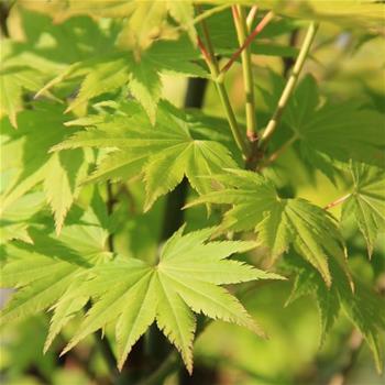 Javor dlanitolistý Summergold miska 5 litrů, výška 15/20cm, tvar bonsai