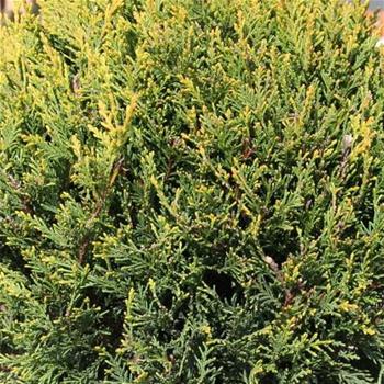 Cypřišovec Leylandův Castlewellan Gold květináč 70 litrů, bonsai
