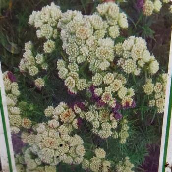 Pyknantemum úzkolistá květináč 9cm