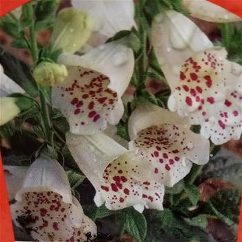 Náprstník červený Virtuoso F1 White květináč 9cm
