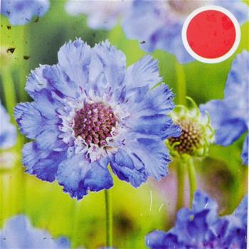 Hlaváč kavkazský Perfecta Mid Blue 9cm