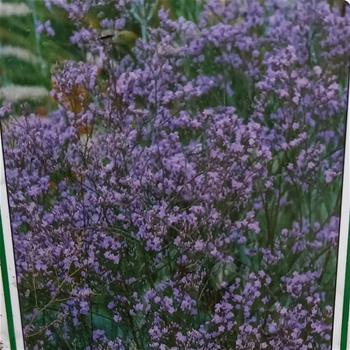 Limonka širokolistá Violetta květináč 9cm