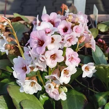 Bergénie srdčitolistá 'Angel Kiss' květináč 11cm