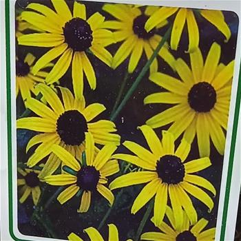 Třapatka lesklá City Garden květináč 11cm