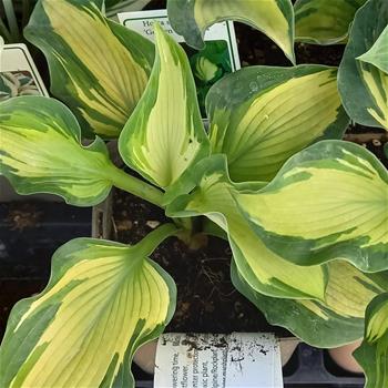 Bohyška Sieboldova Golden Meadows® květináč 11cm