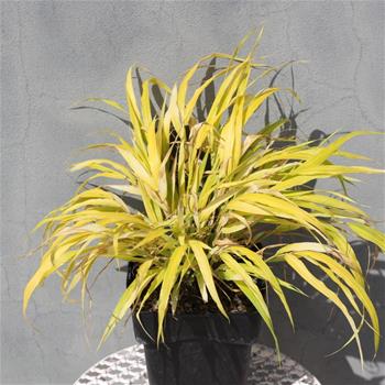 Hakonechloa macra Allgold