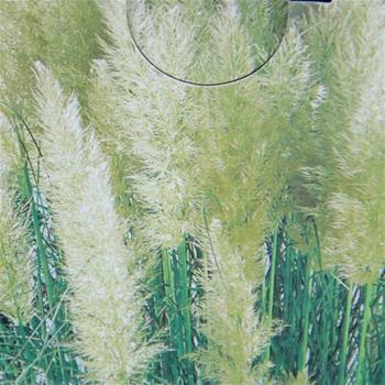 Cortaderia selloana Pumila