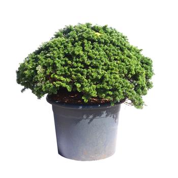 Jedle korejská Brilliant květináč 15 litrů, výška 50/60cm, keř