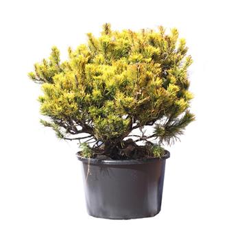 Borovice kleč Carstens Wintergold 15 litrů