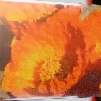 Mák Fever Orange květináč 9cm