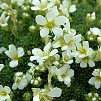 Lomikámen Alba 9cm