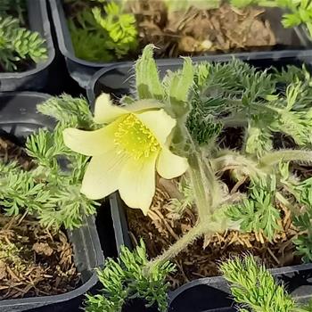 Koniklec Lutea 9cm