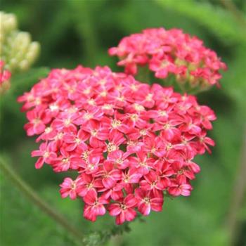 Řebříček obecný Paprika 11cm