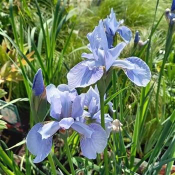 Kosatec sibiřský Perrys Blue květináč 11cm