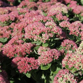 Rozchodník nachový Herbstfreude květináč 9cm