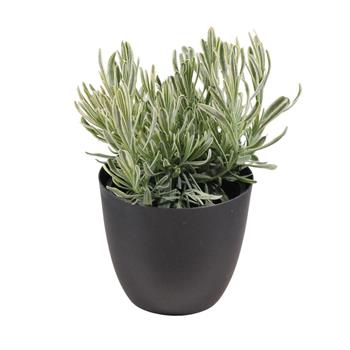 Levandule úzkolistá Platinum Blonde květináč 12cm