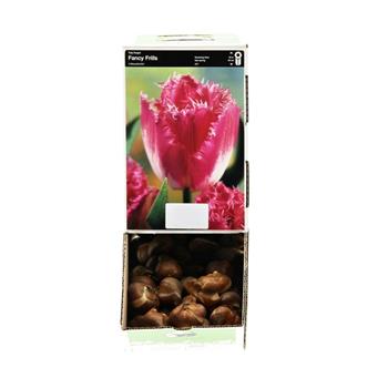 Tulipán Fancy Frills 10ks