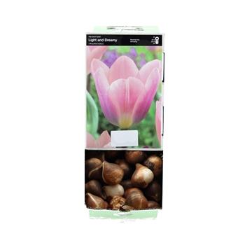 Tulipán Light and Dreamy 10ks