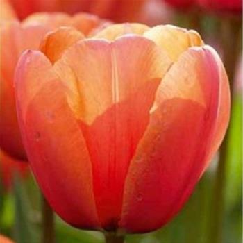 Tulipán Apricot Impression 10ks