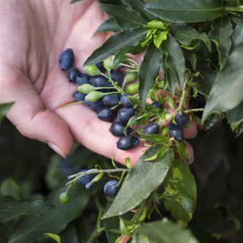 Borůvka 'Luckyberry'® květináč 5 litrů, keř, SAMOSPRAŠNÁ