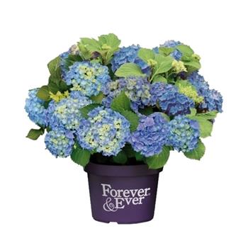 Hortenzie velkolistá Forever & Ever BLUEkvětináč 5 litrů, výška 30/40cm, keř