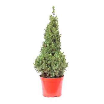 Smrk sivý Conica výška 60/80cm, květináč 10 litrů