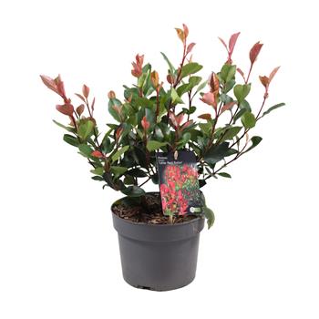 Blýskalka Little Red Robin květináč 2 litry, výška 40/60cm, keř