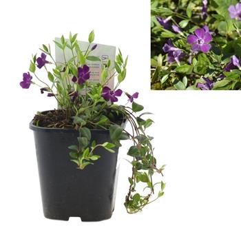 Barvínek menší Atropurpurea 1,4 litru