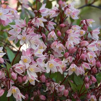 Trojpuk Yuki Cherry Blossom květináč 3 litry, výška 20/30cm, keř