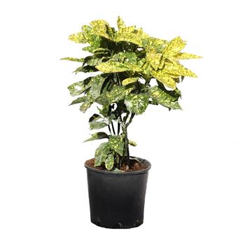 Aukuba japonská Crotonifolia Gold květináč 10 litrů, výška 60/80cm, keř