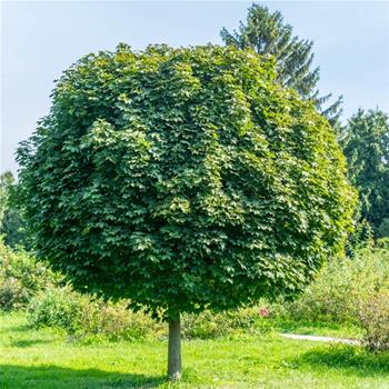 Javor mléč Globosum květináč 18 litrů, kmínek 120cm, stromek