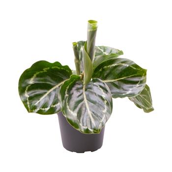 Kalatea MIX květináč 6cm